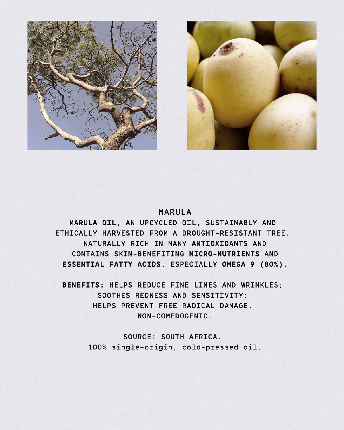 African Botanics Huile de Marula Pure