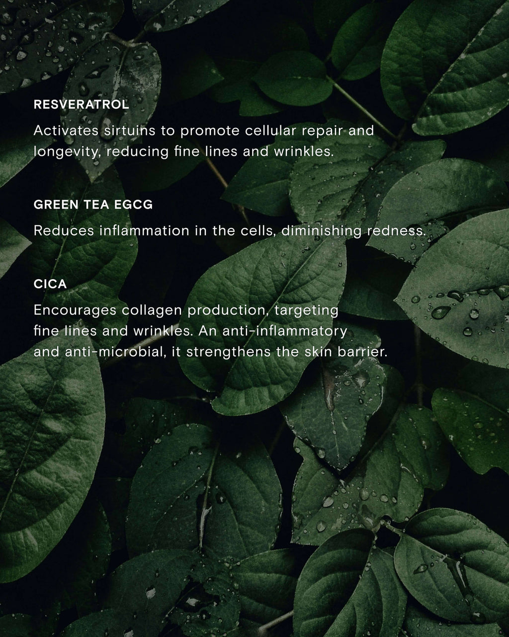 Sérum Revitalisant Apaisant au Thé Vert et au Resvératrol