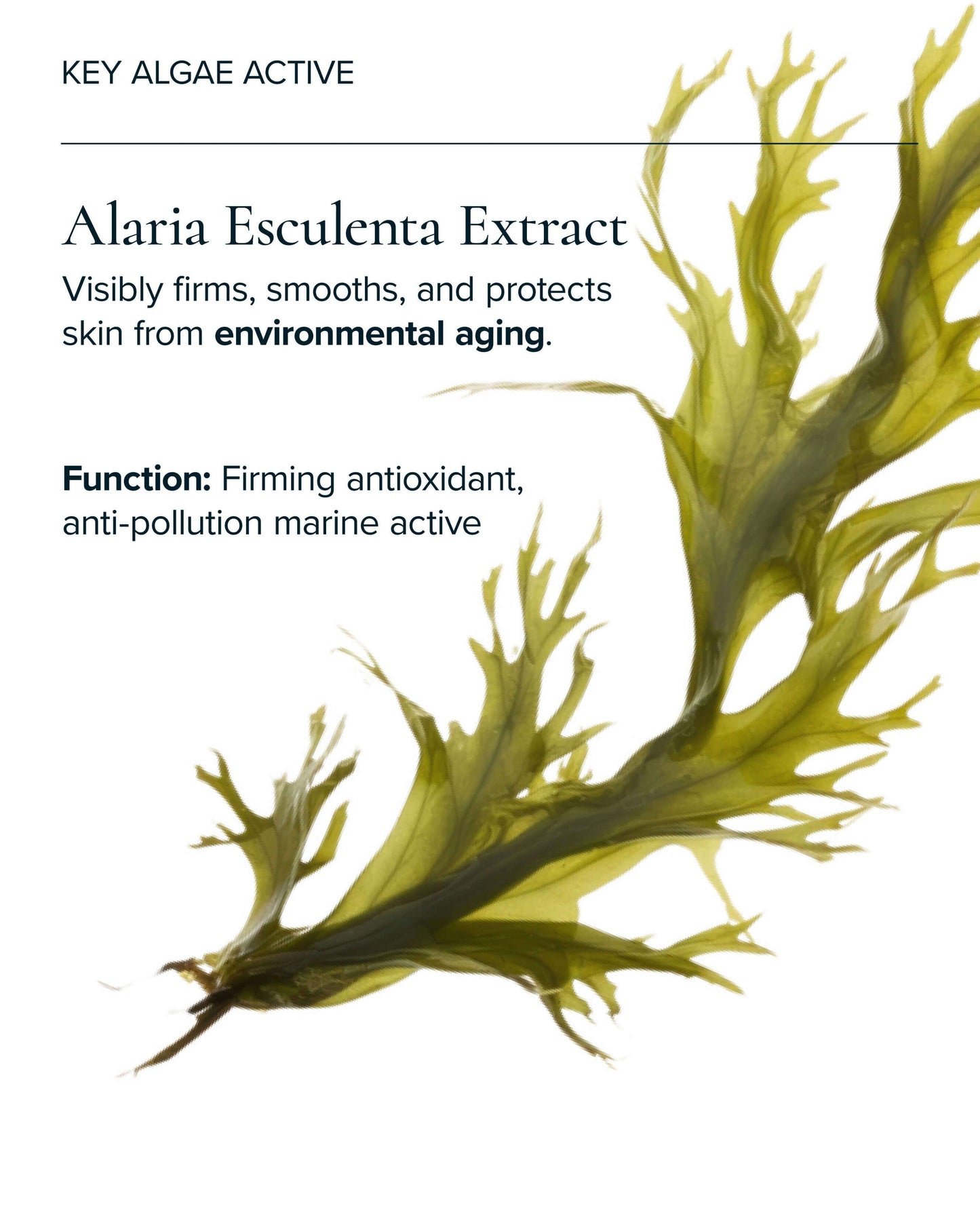 Universal Hydrating Face Oil for Anti-Aging and Glow with Algae + Moringa