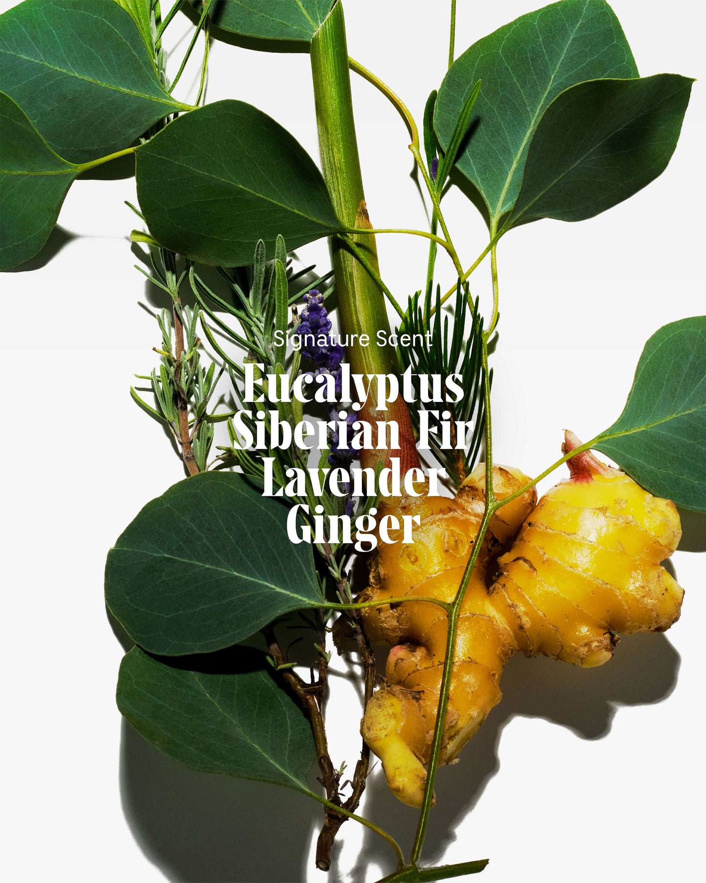 The Body Wash - Eucalyptus