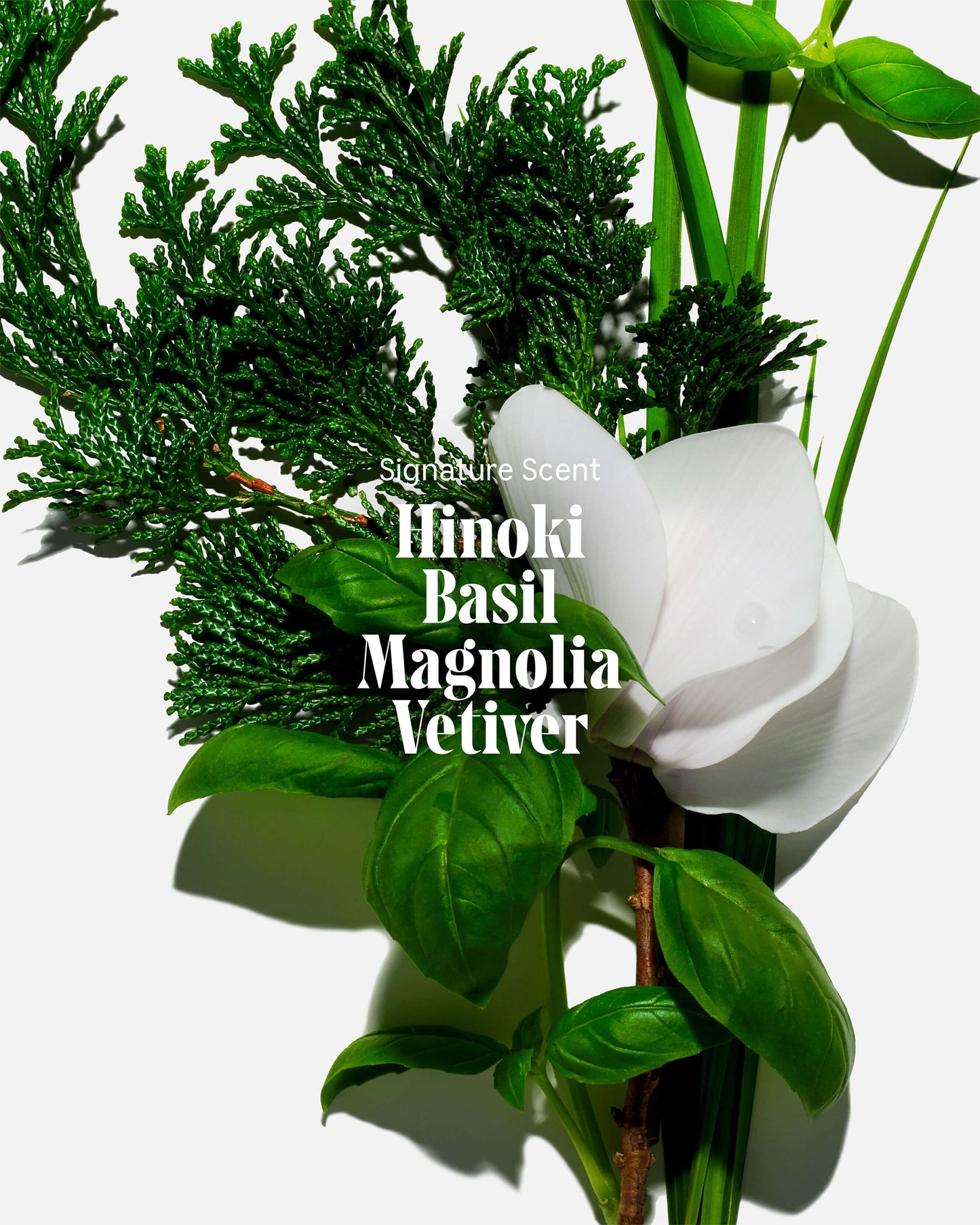 The Body Wash - Hinoki