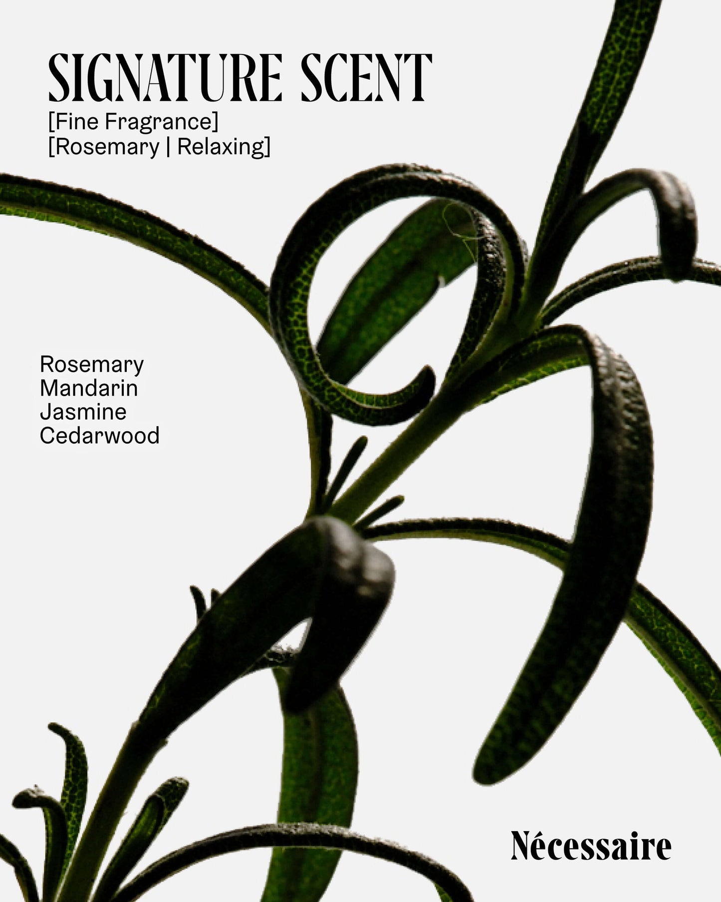 Rosemary Conditioner