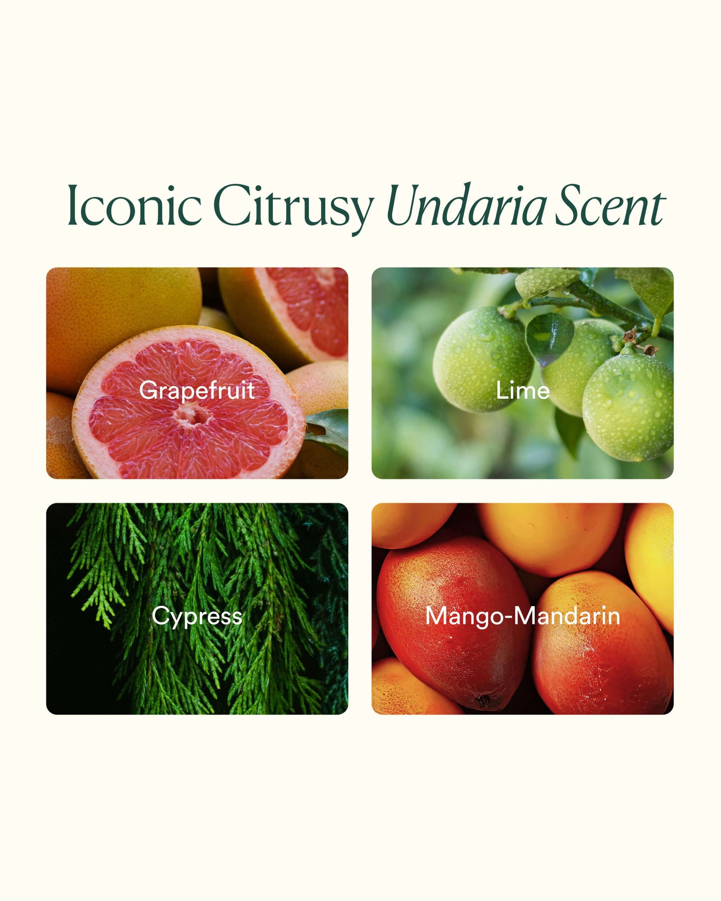 Undaria Cleansing Body Polish