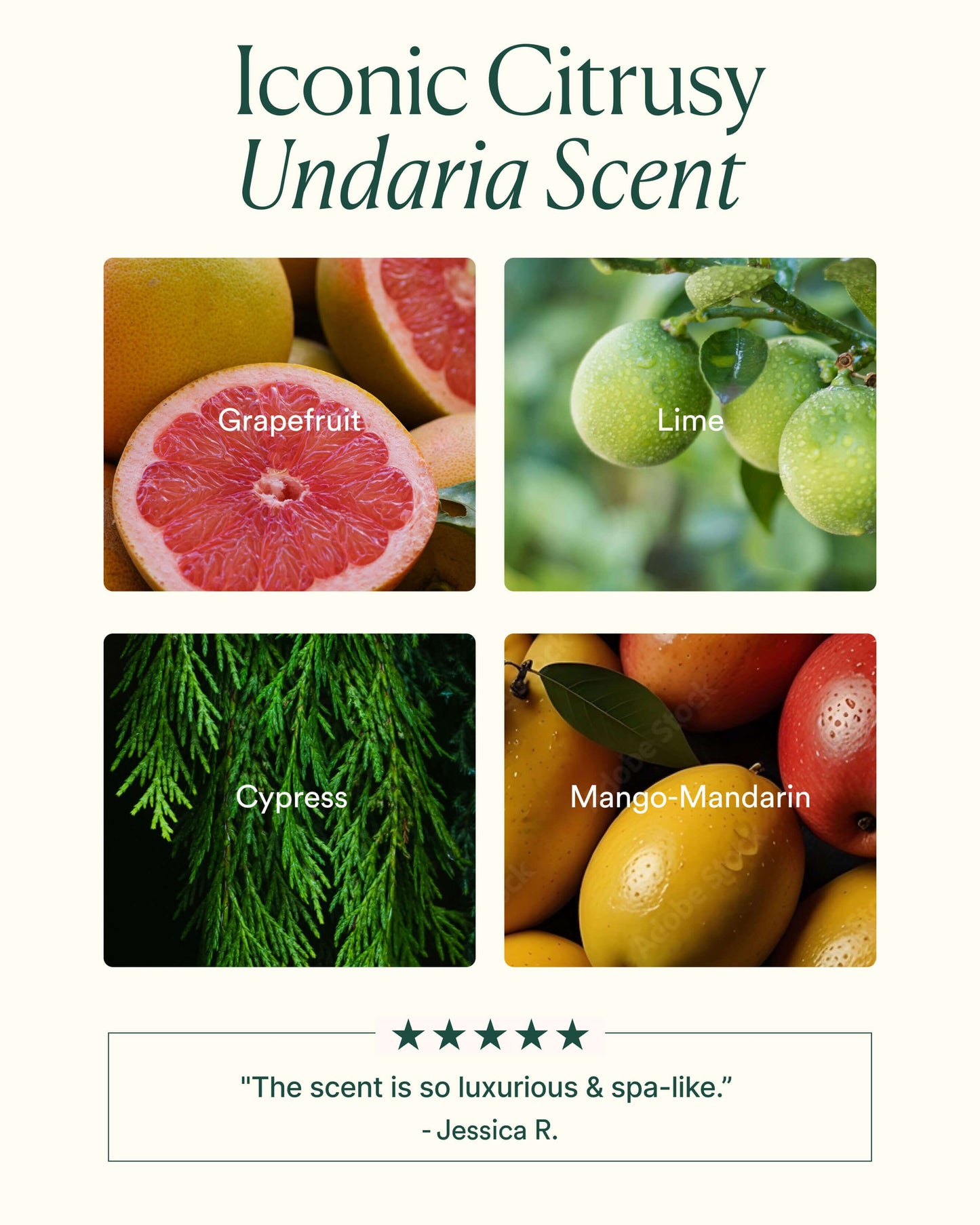 Undaria Algae Body Lotion