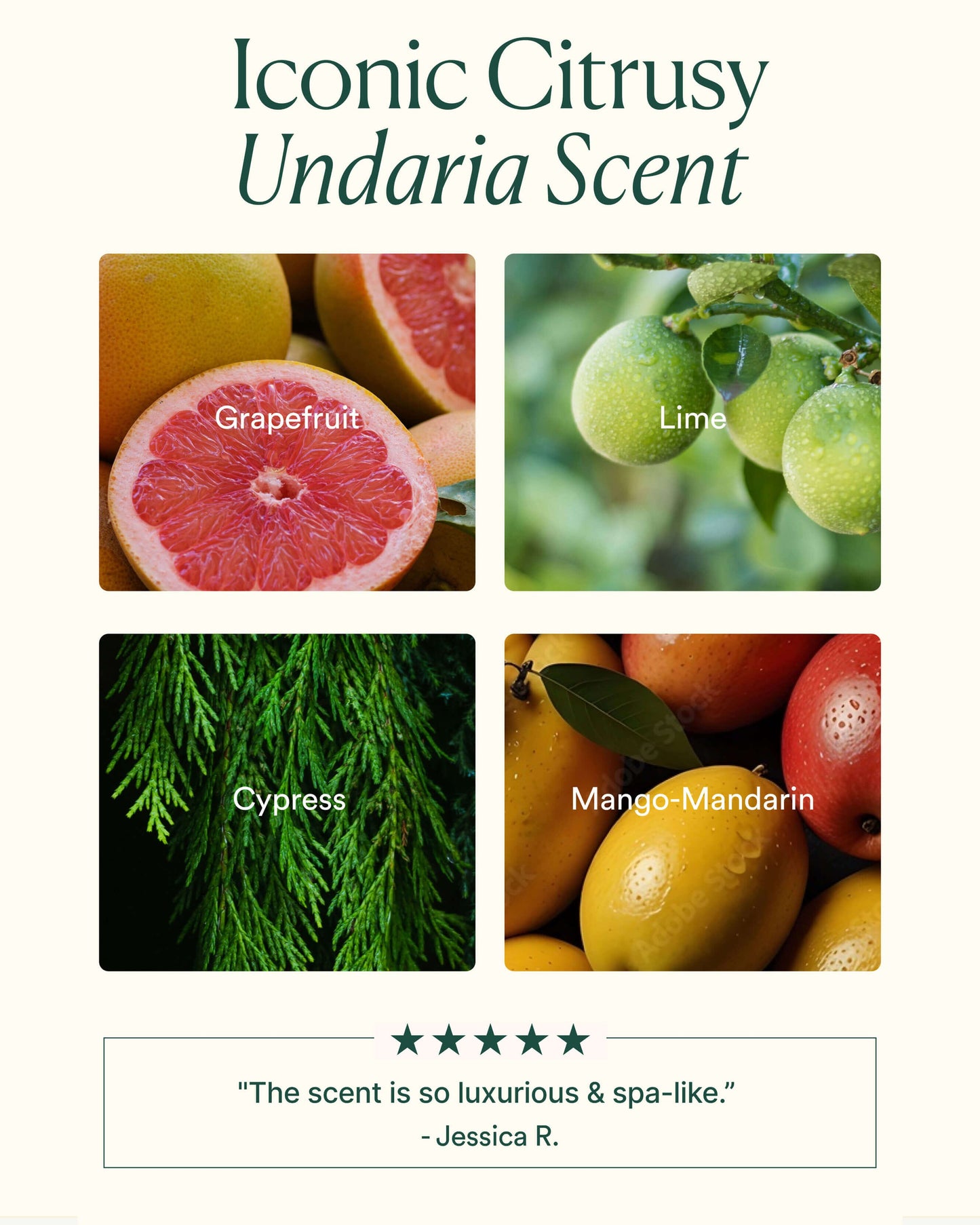 Undaria Algae Body Oil