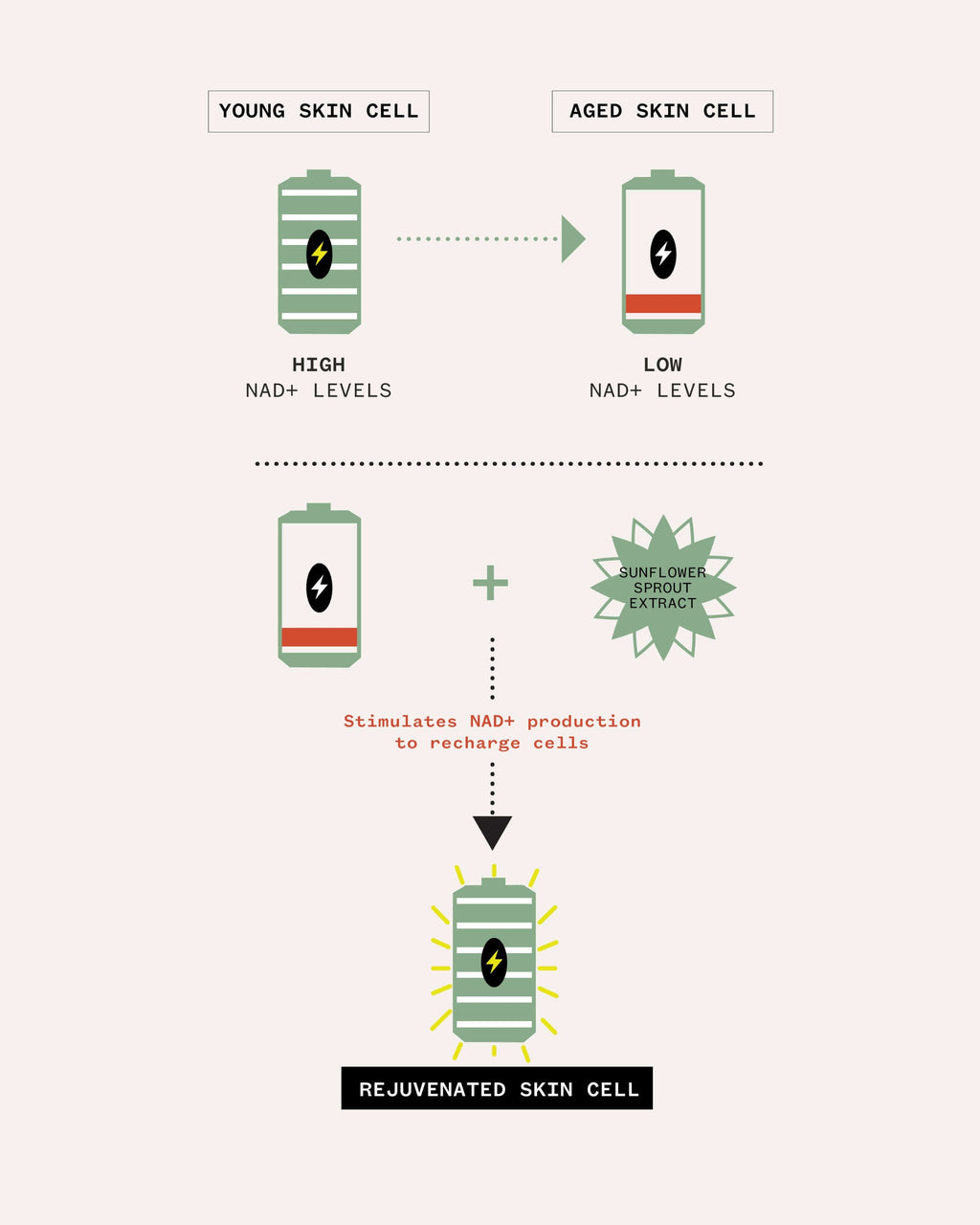 Sérum Tri-peptide et NAD+ Jeunesse et Confiance